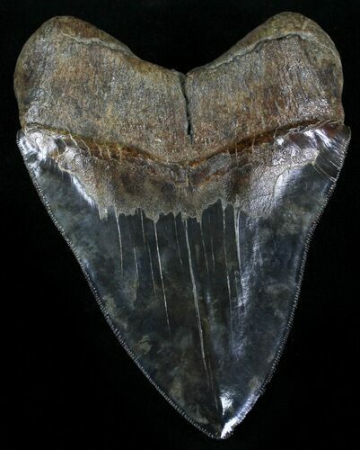 Bargain, Serrated Megalodon Tooth - South Carolina #29237
